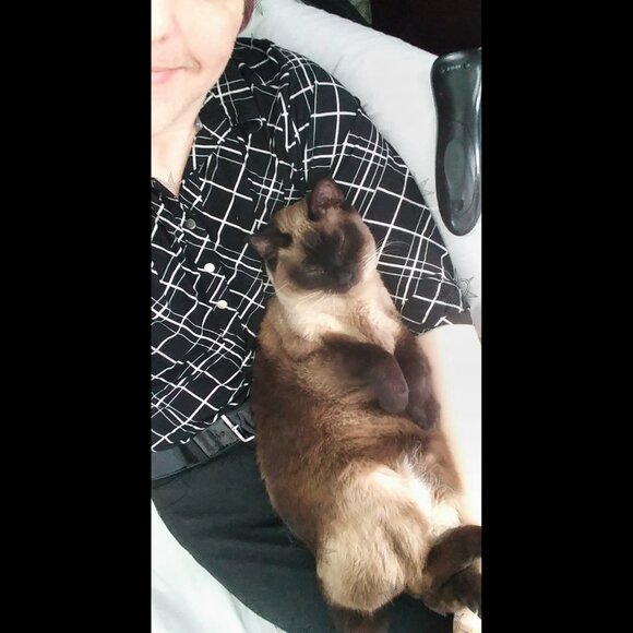 ♥♥ CAT Friendly is my Home =^_^= Always ♥♥ - Picture 2 of 2